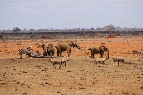 De Mombaça: Safari de 3 dias no Parque Nacional Tsavo West