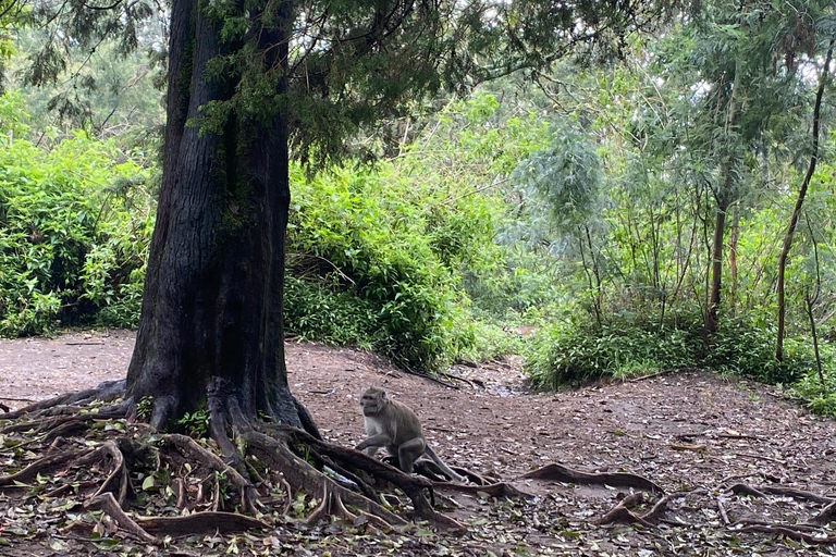 Yogyakarta : Excursion à la journée pour une randonnée au lever du soleil sur le Mont Merbabu