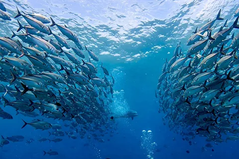 Phuket: Scuba Diving Maithon Island Small Group-Half Day