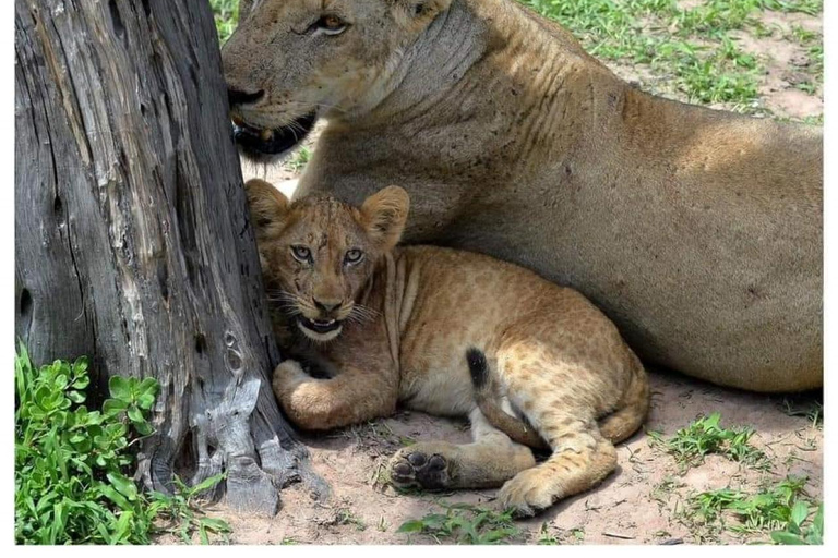 Dagsafari från Zanzibar till Mikumi med färja och SGRDagsutflykt Safari från zanzibar till mikumi med färja och SGR