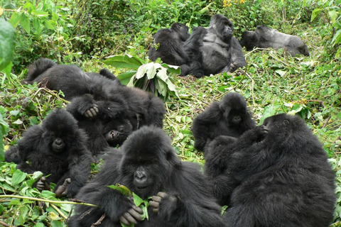 Kigali: Gorilla Trekking in Volcanoes National Park