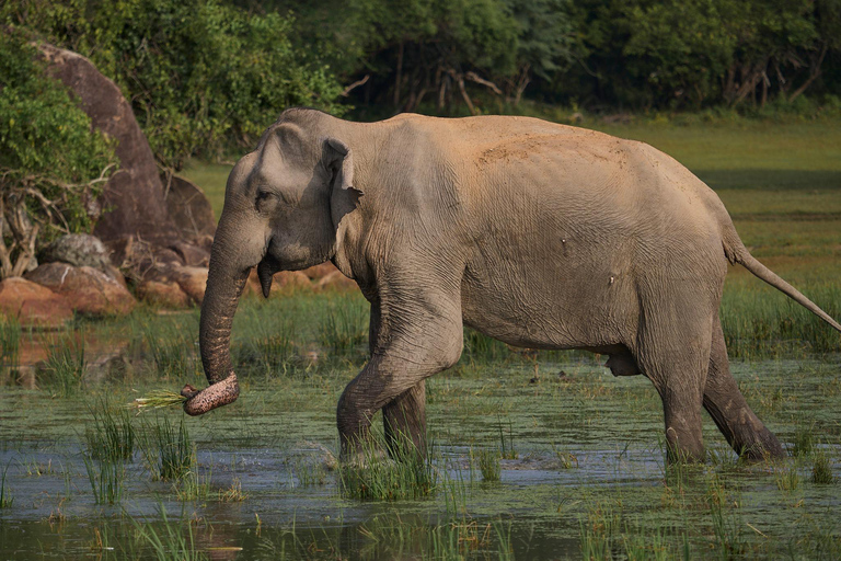 De Mirissa/ Galle/ Hikkaduwa - Udawalawe Safari 4*4 TourCircuit tout compris (payez maintenant pour la voiture et la Jeep)