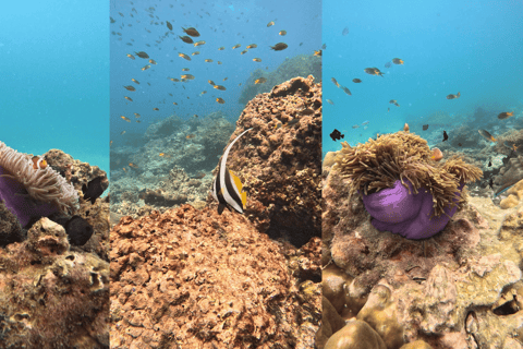 Phi Phi Islands: Shark Snorkeling Phi Phi Islands: PRIVATE VIP Shark Snorkeling - 4h