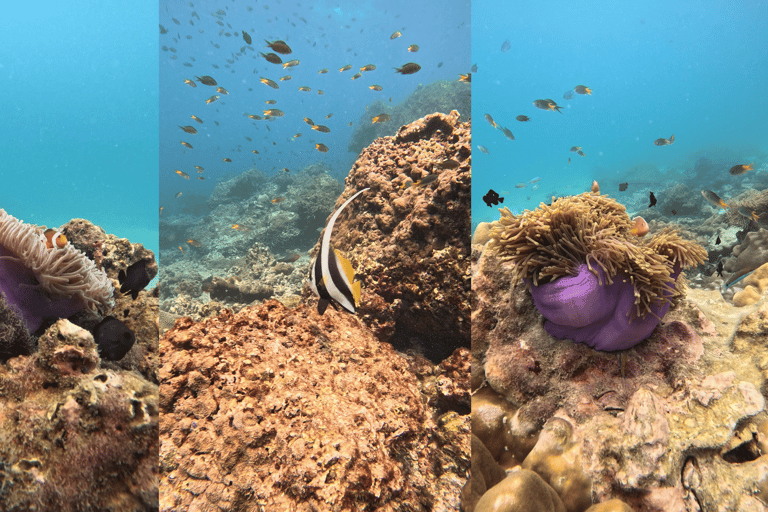 Phi Phi Islands: Shark Snorkeling Phi Phi Islands: PRIVATE VIP Shark Snorkeling - 4h