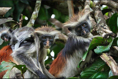 Zanzibar: las Jozani i jaskinia Salaam z odbiorem z hoteluWYCIECZKA PRYWATNA: z odbiorem z hotelu ze WSZYSTKICH HOTELI na Zanzibarze