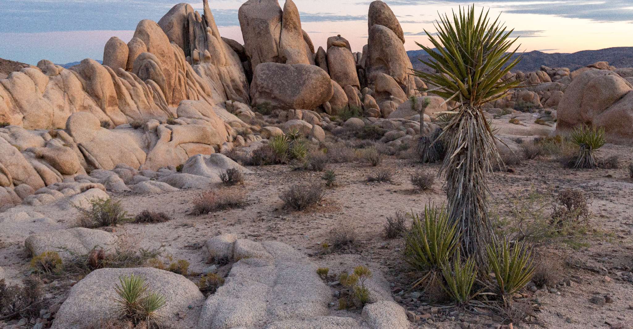 Palm Springs & Joshua Tree, National Park Self-Guided Tours - Housity