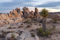 Palm Springs y Joshua Tree, Tours autoguiadas del Parque Nacional - Housity