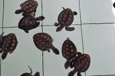 3 islands snorkeling & turtle sanctuary Gopro included