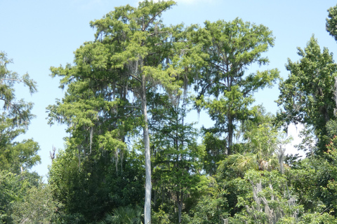 Orlando: Kleingruppentour auf dem Wekiva River mit dem Kajak