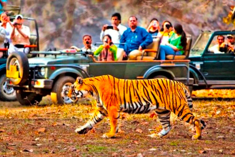 Från Jaipur : 2 dagar 1 kvällstur Ranthambore Tiger Safari TourResa med 2 delningar Ranthambore Safari