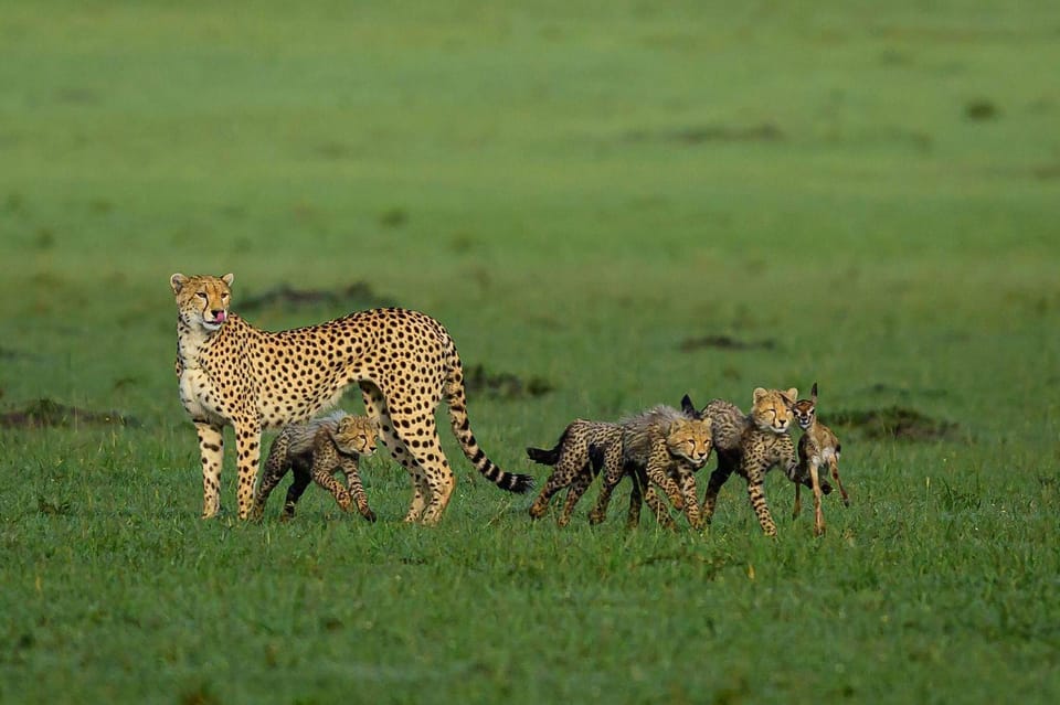 Days Amboseli Lake Naivasha Masai Mara Luxury Safari Getyourguide