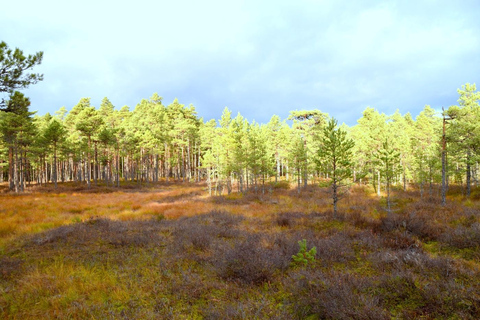 Descubre Estonia - excursión en coche a la ciénaga de Viru y a las cascadas.