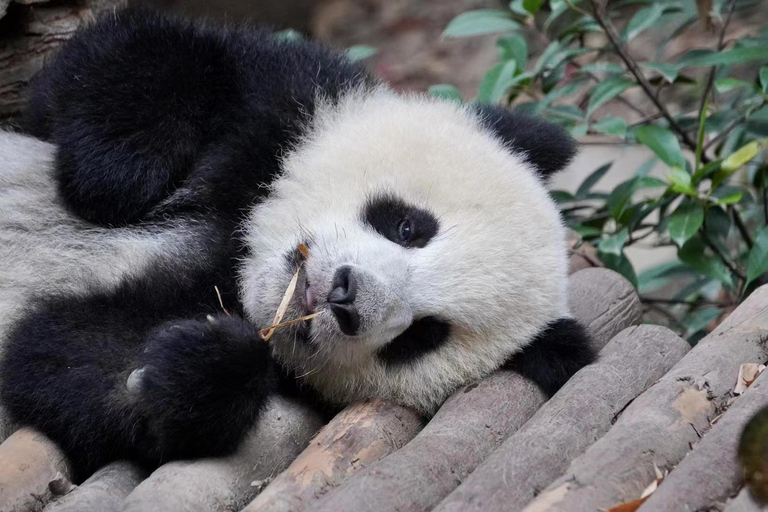 Chengdu: Giant Panda Breeding Research Base Ticket Afternoon Ticket without Transfer