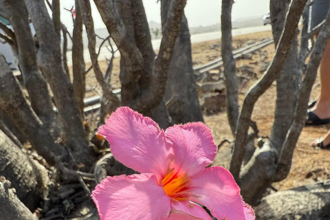 East Salalah by Day & Night: Camels, Waterfalls & Souqs Tour