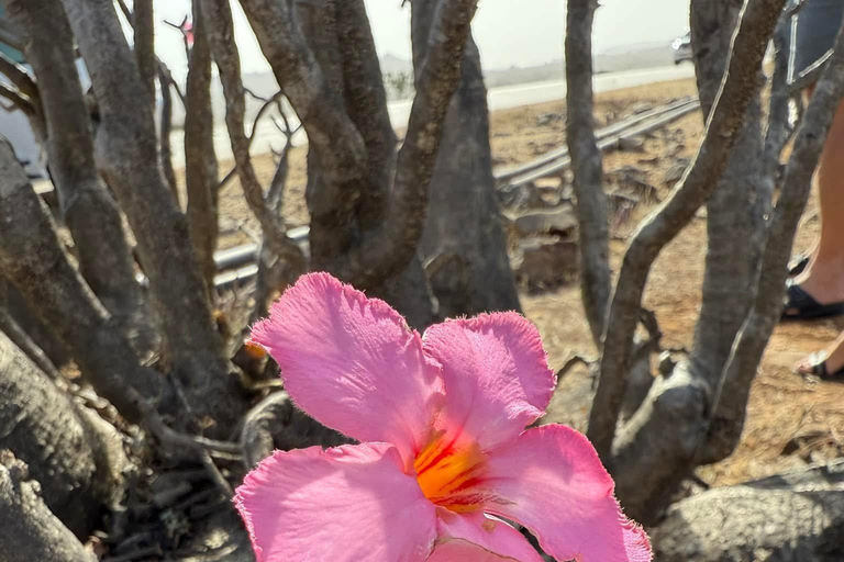 East Salalah by Day & Night: Camels, Waterfalls & Souqs Tour