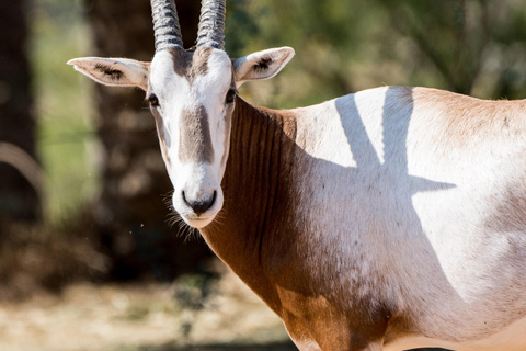 Dubai: Inträdesbiljett till Dubai Safari ParkSafari Park Pass