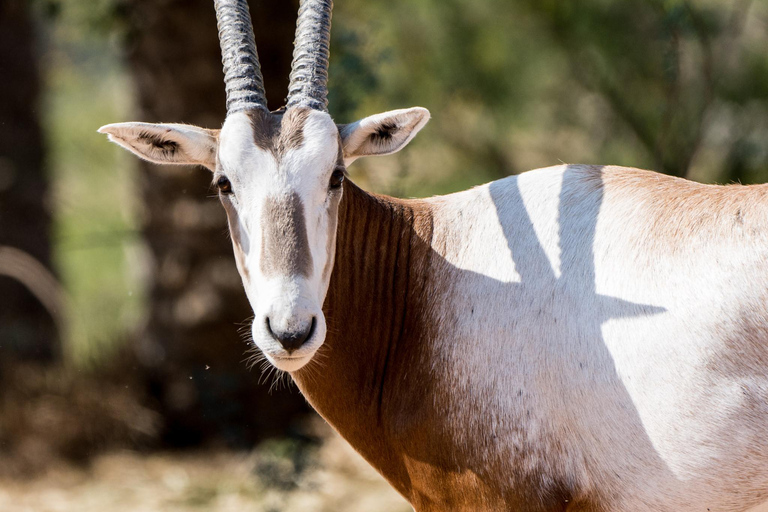 Dubai: Inträdesbiljett till Dubai Safari ParkSafari Park Pass