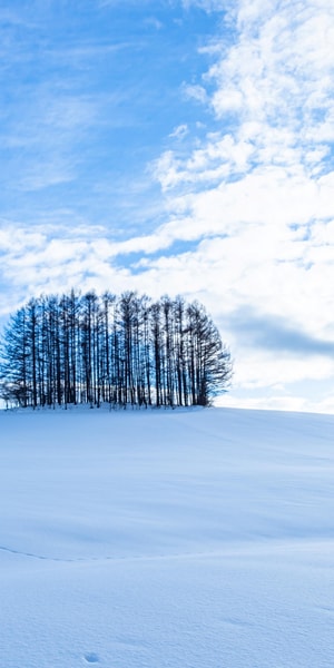 札幌発：美瑛必見スポット5箇所をまわる1日ツアー（遅めの出発