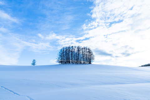 Sapporo: Hokkaido Biei Best 5 Photo Spots Day Tour Shared Tour, Meet at Odori Station