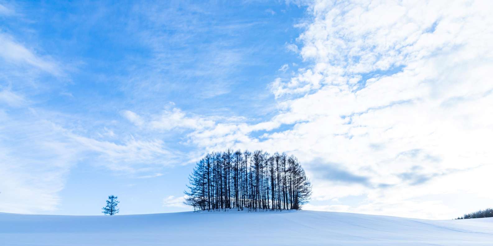 札幌発：美瑛必見スポット5箇所をまわる1日ツアー（遅めの出発