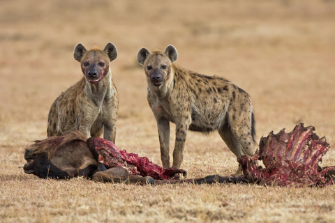 2 Tage private Tarangire und Ngorongoro Krater Safari2 Tage