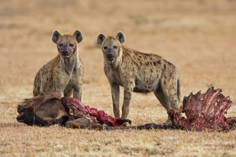 2 Tage private Tarangire und Ngorongoro Krater Safari2 Tage