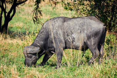 Arusha: 3-Day Serengeti Safari with Accommodation