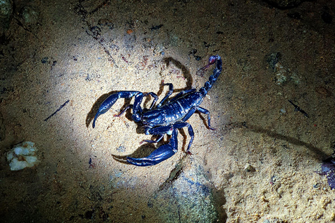 Khao Sok: Half-Day & Night Wildlife Trek and Jungle Dinner Option 6: Half-Day & Night Trek with Dinner From Khao Lak