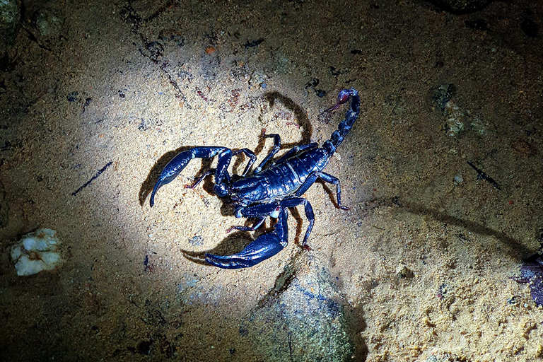 Khao Sok: Half-Day & Night Wildlife Trek and Jungle Dinner Option 6: Half-Day & Night Trek with Dinner From Khao Lak
