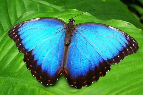 Costa Rica: Guided Hike in Cahuita National Park