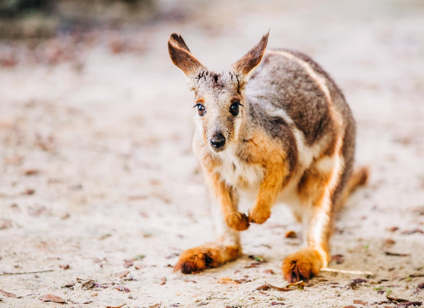 Tampa: Adgangsbillet til ZooTampa i Lowry Park