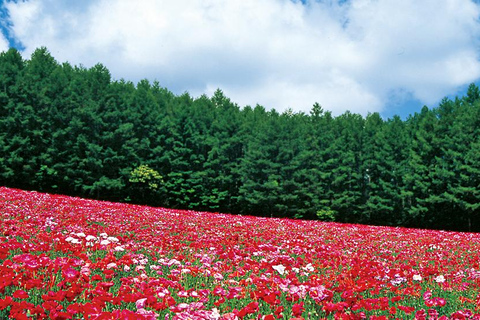 Sapporo Day Tour: Biei Blue Pond & Lavender Farm with Lunch 7:30 Pickup Point + Flower Sea Ticket (with Buffet + Melon)