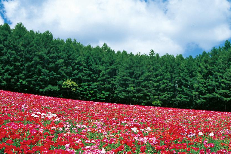 Sapporo Day Tour: Biei Blue Pond & Lavender Farm with Lunch 7:30 Pickup Point + Flower Sea Ticket (with Buffet + Melon)