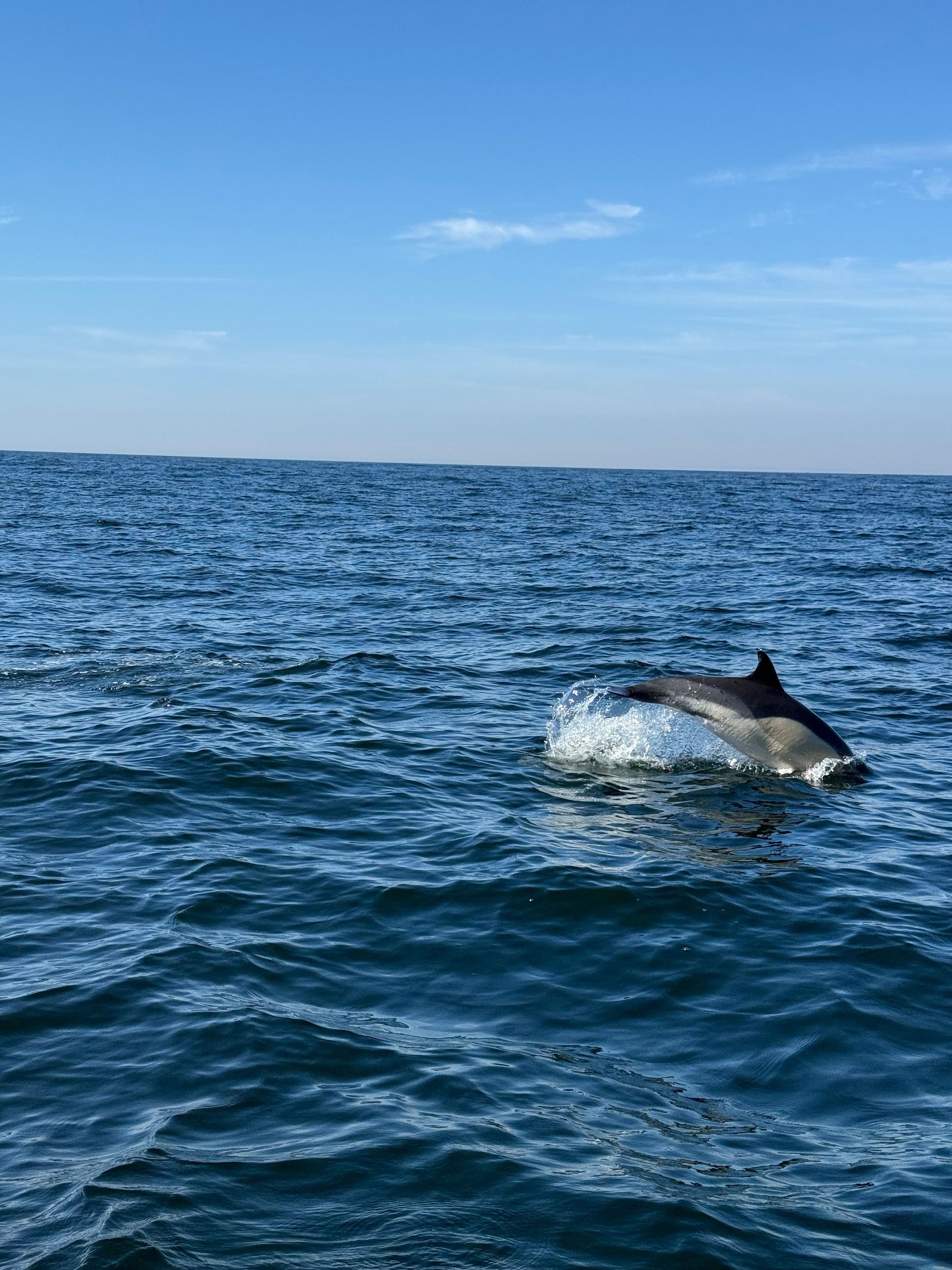 Bootstour zur Delfinbeobachtung in Nazaré
