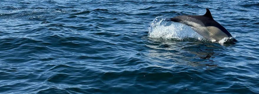 Tour en bateau d'observation des dauphins à Nazaré