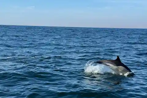 Dolphins Observation Boat Tour in Nazaré