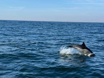 Tour in barca con osservazione dei delfini a Nazaré