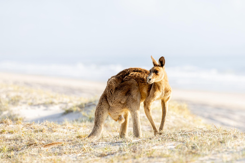 Bribie Island: Sea to Table 4WD, Kayak, & Seafood Lunch Tour