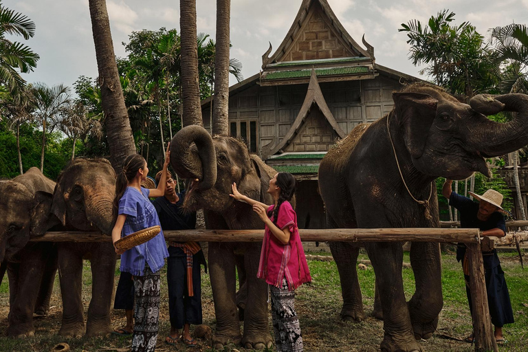 Bangkok Elephant Park: Meio dia de cuidados com elefantesHD Elephant Care com serviço de busca no hotel e traslado de ida e volta (particular)