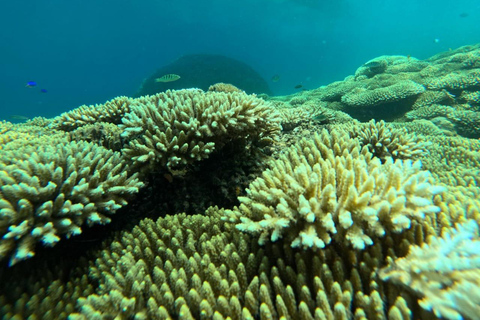 Lombok: West Sekotong 5 Gilis Snorkeling Tour z lunchem