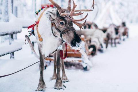 Combo Tour\Husky and Reindeer Sledding Ride in Levi