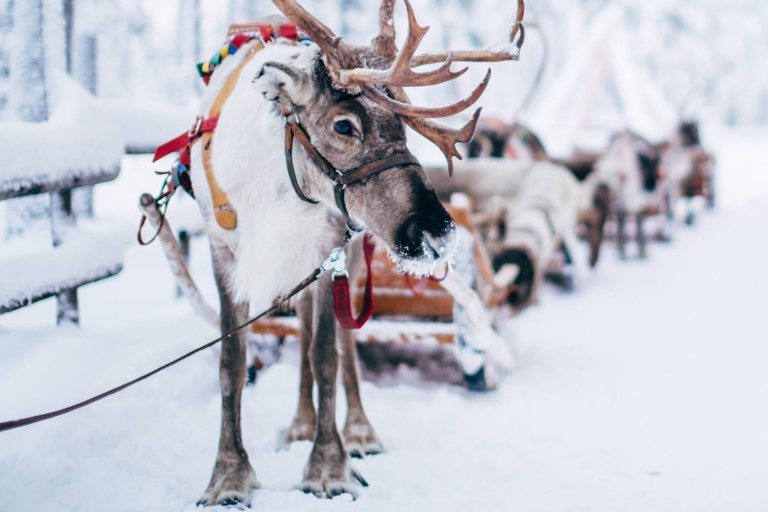 Combo Tour\Husky and Reindeer Sledding Ride in Levi