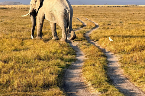 Nairobi: 8-Day Big Five, Culture & Photo Safari 8-Day Big Five, Culture & Photo Safari -Budget accommodation