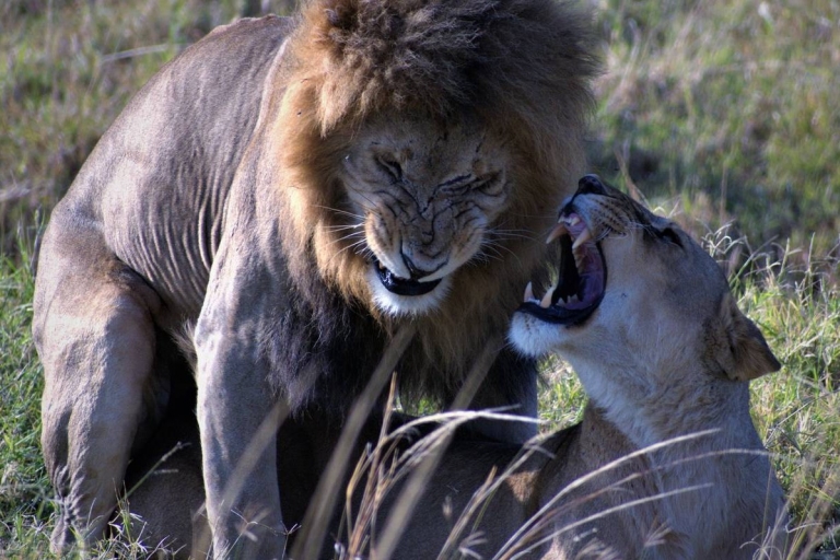 5-dniowe safari z gorylami i dziką przyrodą - Big 5 Safari
