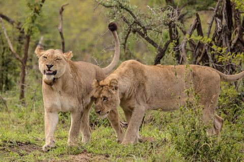 From St Lucia: Hluhluwe-Imfolozi Big 5 Park Exclusive Safari