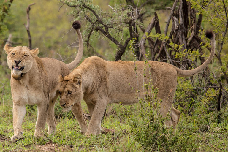 From St Lucia: Hluhluwe-Imfolozi Big 5 Park Exclusive Safari