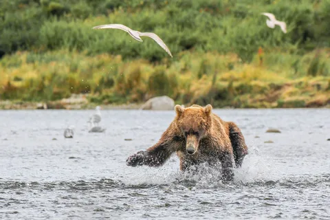 From Homer: Beach-Based Bear Viewing Tour with Scenic Flight