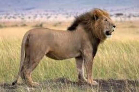 2 days 1 night saltlick safari from Diani/Mombasa.