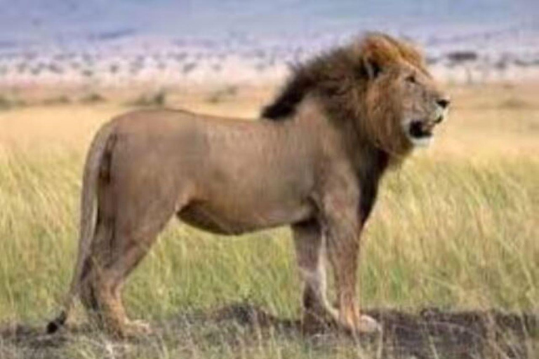 2 days 1 night saltlick safari from Diani/Mombasa.
