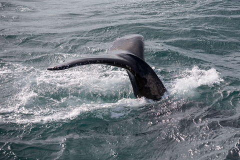 Reikiavik: Avistamiento de Ballenas y Excursión a los Frailecillos